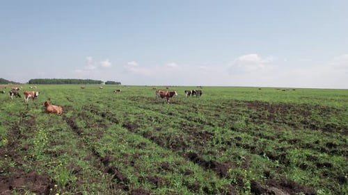 Aerial Drone Shot of Cows Grazing on Pasture Landscape