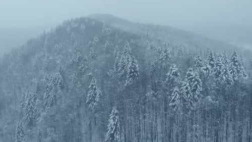Aerial shot: spruce and pine winter forest completely covered by snow.