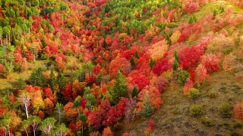Über einen Wald fliegen, während die Bäume ihre Herbstfarben färben