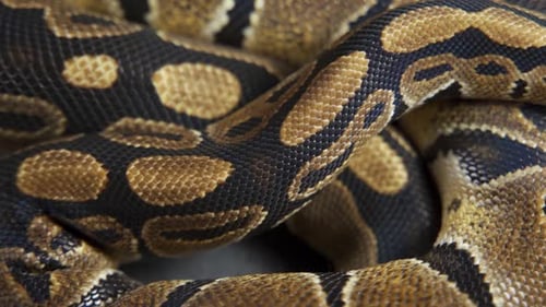 Fundo de pele de cobra