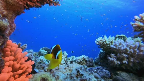 Blue Sea Clownfish Anemones