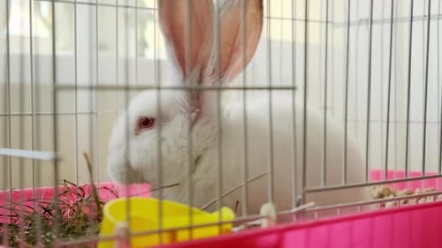 White Rabbit Sitting Comfortably Inside of Pink Cage