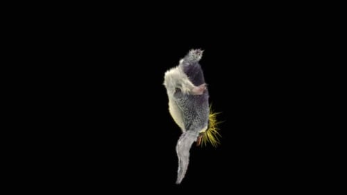 Penguin Dancing HD