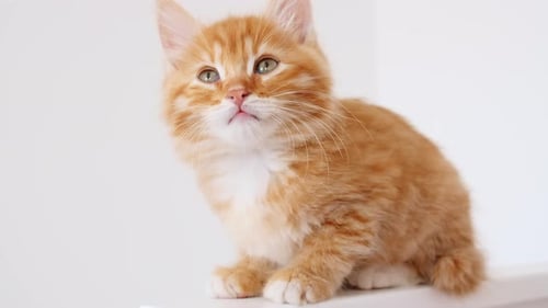 Adorable Ginger Kitten Looks Around Indoors