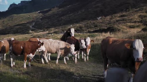 Breeding Cattle on a Field in Val Gardena Italy. Cows Out on Pasture Grazing