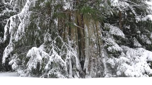 Winterwald - Alte Fichte im Schneefall