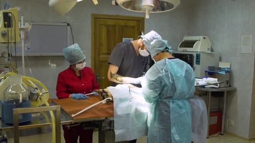 Surgical Operation of a Dog in a Veterinary Clinic