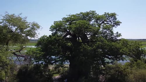 Imágenes de Zumbido del increíble baobab viejo con el pantano de fondo