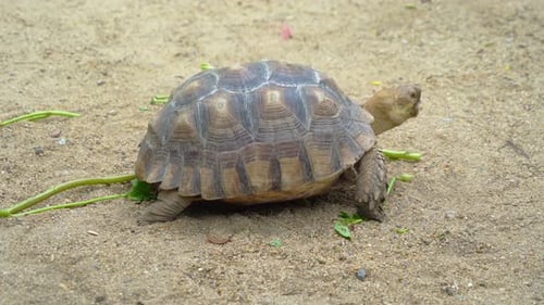 Asiatische Riesenschildkröte mit harter Schale, die Nahrung frisst, Gemüse isoliert auf Sand