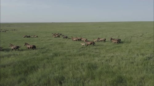Chevaux sauvages qui courent des Mustangs sauvages sur la belle herbe verte