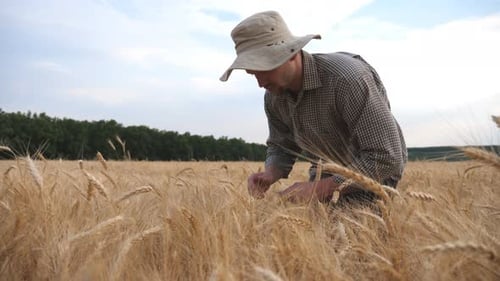 Close Up of Young Agronomist Walking Through Grain Field and Examining Wheat Ears of Crop. Male