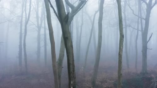Aerial drone video of haunted mysterious woods with spooky trees in thick mist and fog, woodlands fo
