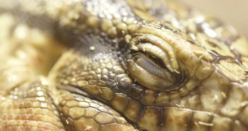 Lézard à collier Gros plan
