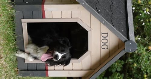 Border Collie Hund in seiner Hundehütte, männlich, Picardie in Frankreich, vertikales Video, Echtzeit 4K