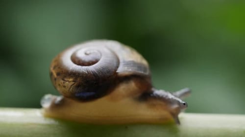 Life of snails in the nature