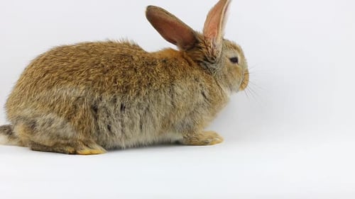 Adorable Rabbit Poses on a White Background