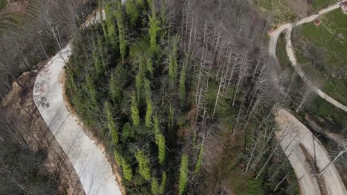 Geisterwald