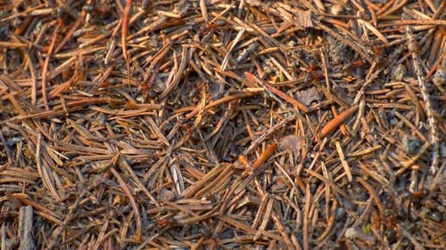 Ant