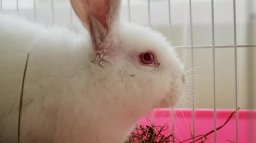 Close Up of White Rabbit in Cage