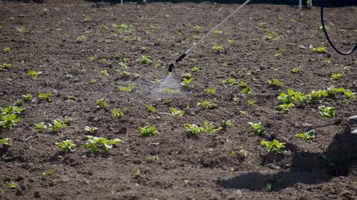 Treat the Garden with Poison Herbicide From Weeds and Pests