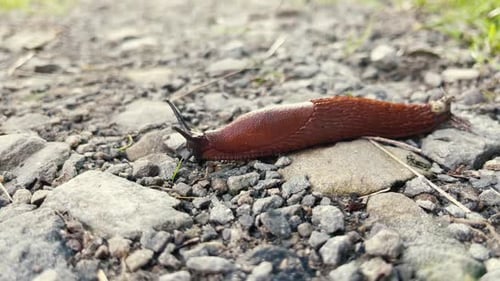 Snail Without Shell