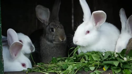 A Group of Rabbits Eats Black and White Rabbits Rabbits on the Farm
