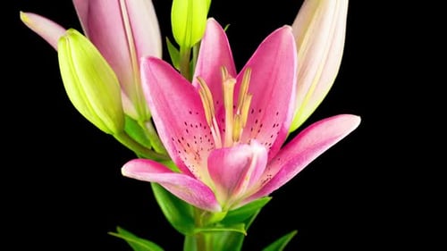 Pink Lily Flower Blooming in Time Lapse