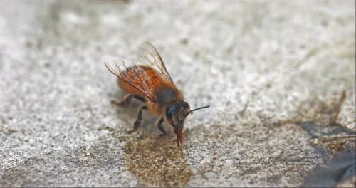 Abeille mellifère européenne, apis mellifera, abeilles buvant de l'eau sur une pierre, Normandie, temps réel 4K