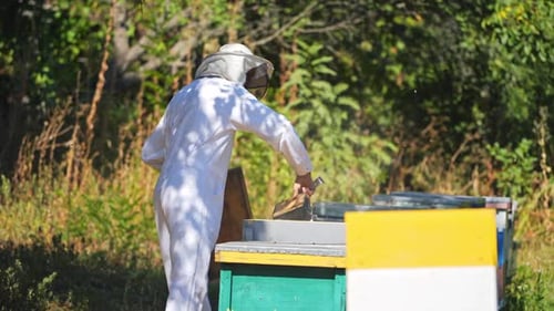 Beekeeper Inspecting Beehive Frame with Tool Emitting Smoke