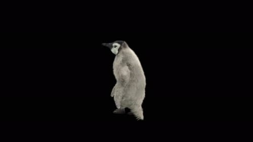 Penguin Dancing 4K
