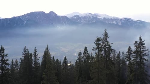 Pinienwald-Bäume