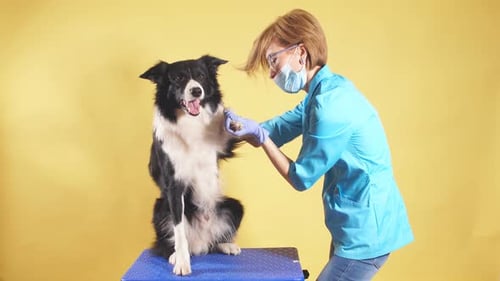 Veterinarian examining dogs paw in studio setting