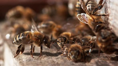 Striking Close Up of Bees Clustering Near Hive