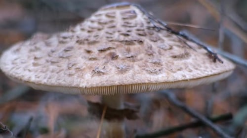 Toadstool mushroom in the forest in autumn