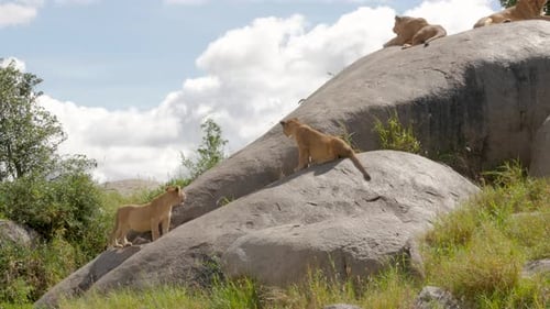 Male Lions on the rocks in Serengeti National Park Tanzania