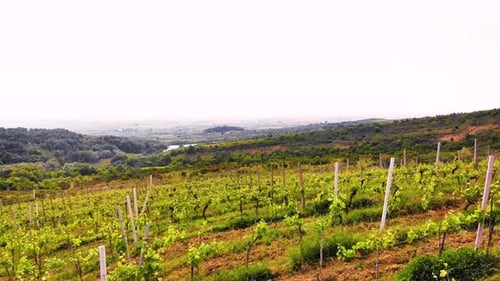 Vue Aérienne Par Drone Sur Les Vignobles Vers Les Champs