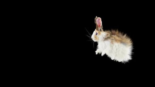 Animated Hopping Rabbit with Alpha Channel