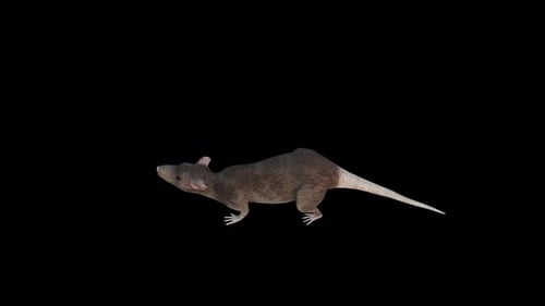 Realistic 3D Rat Walking Cycle with Alpha Channel
