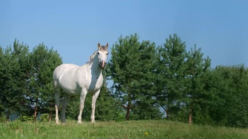 Weißes Pferd auf einer sommergrünen Wiese auf einem Hintergrund von Bäumen und blauem Himmel