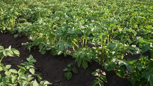 Potato Plants Bushes Growing in Rows on Farm Vegetable Field