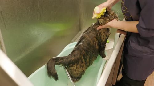 Cat Getting Bathed in Grooming Facility