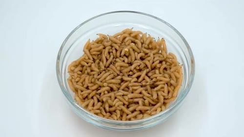 Group of fly larvae for fishing