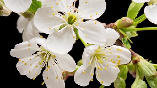 Time Lapse of Blooming Cherry Flowers