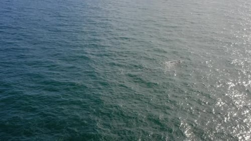 Aerial Footage of Two Whales Swimming in Vast Blue Ocean Area Under the Sunlight.