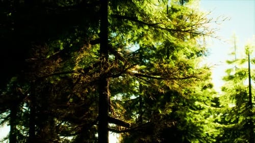 Arbres coniques verts sous la lumière du soleil
