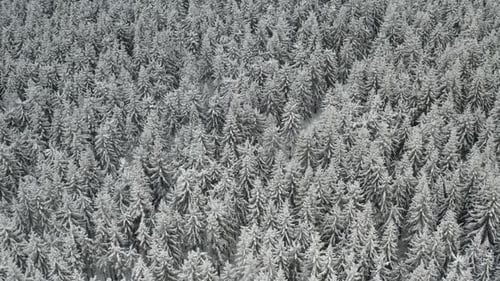 Aerial View of Large Area of Frozen Forest with High Pine and Spruce Trees Covered with Snow