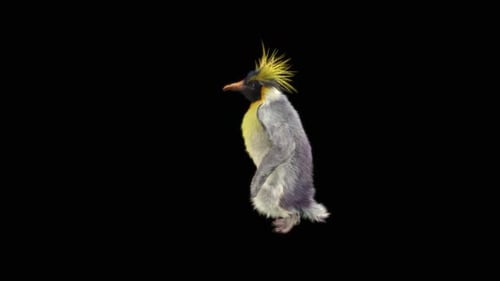 Pingouin dansant HD