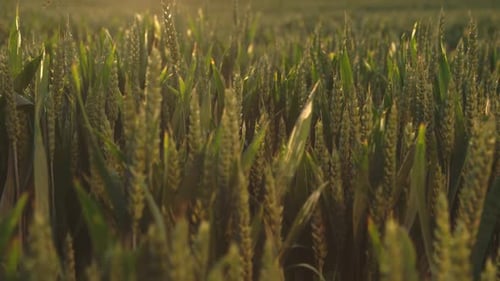 field of green wheat at sunset. Camera tilts up. Outdoor, Blue hour.
