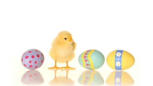 Cute Yellow Chick Standing Next to Easter Eggs