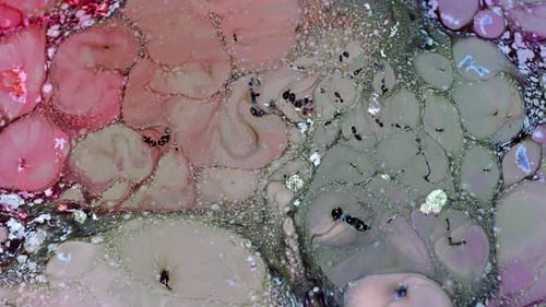 Colorful Abstract Liquids Swirling in Close Up